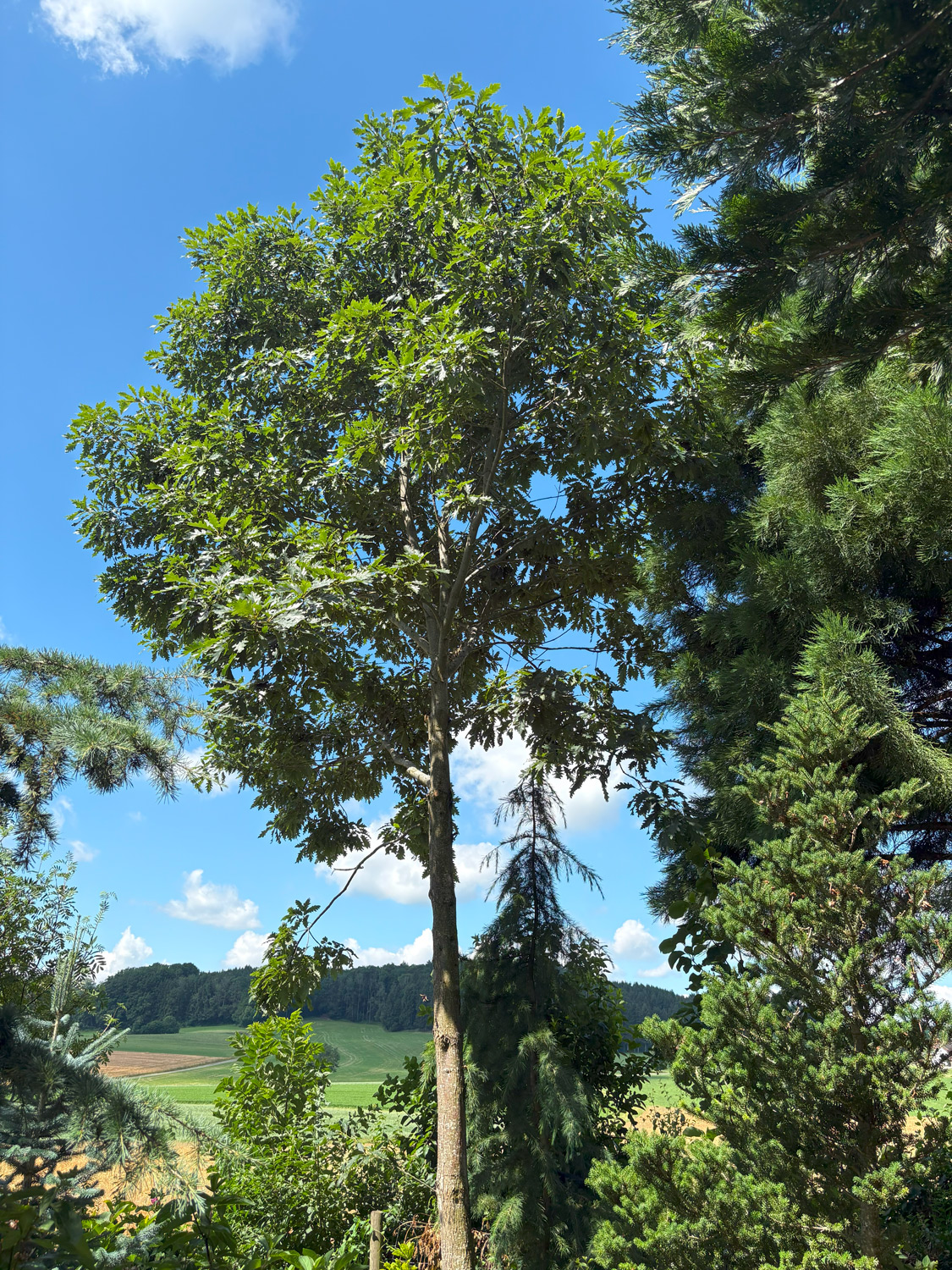 'Atlas' × saulii Quercus