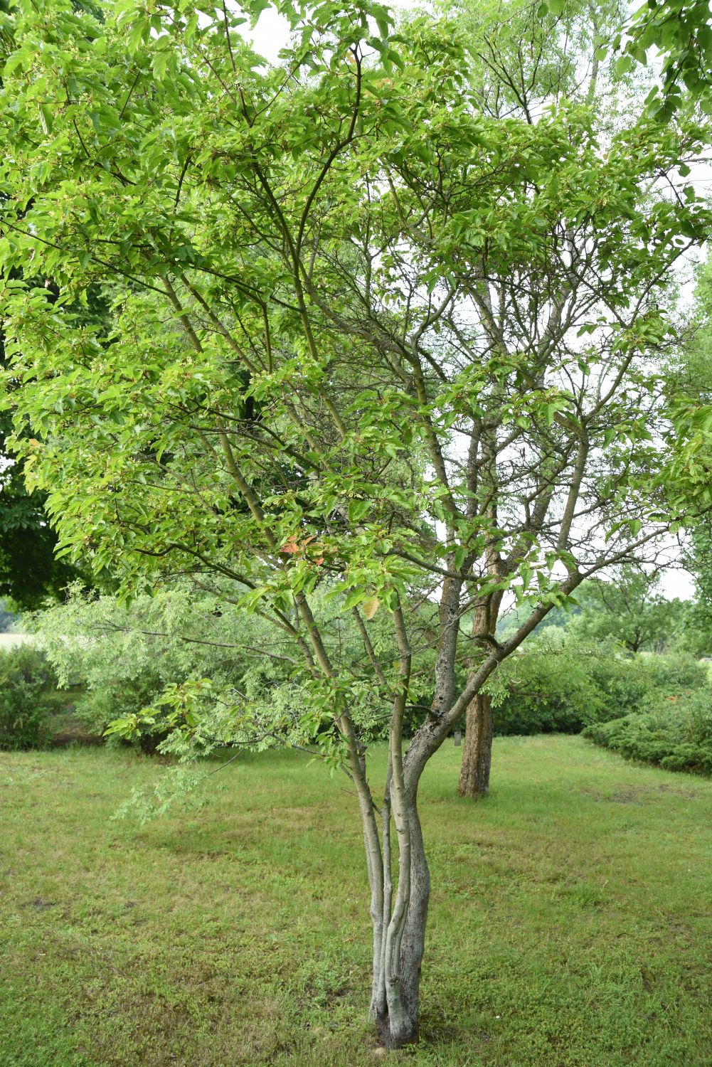 Acer subsp. aidzuense tataricum
