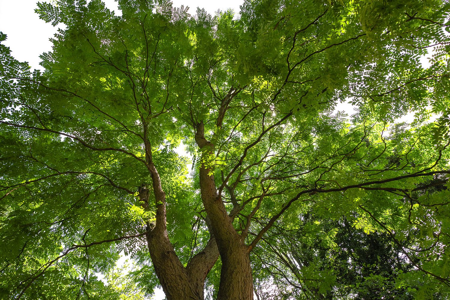 Geweihbaum - Berlin-Charlottenburg - 2020