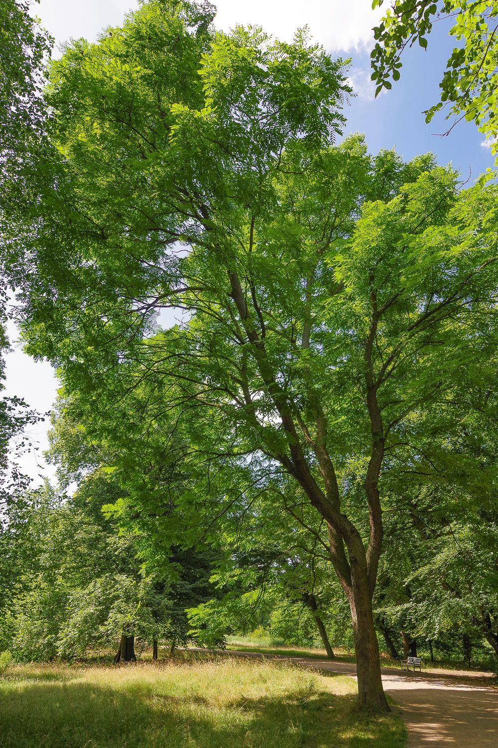 Geweihbaum - Berlin-Charlottenburg - 2020