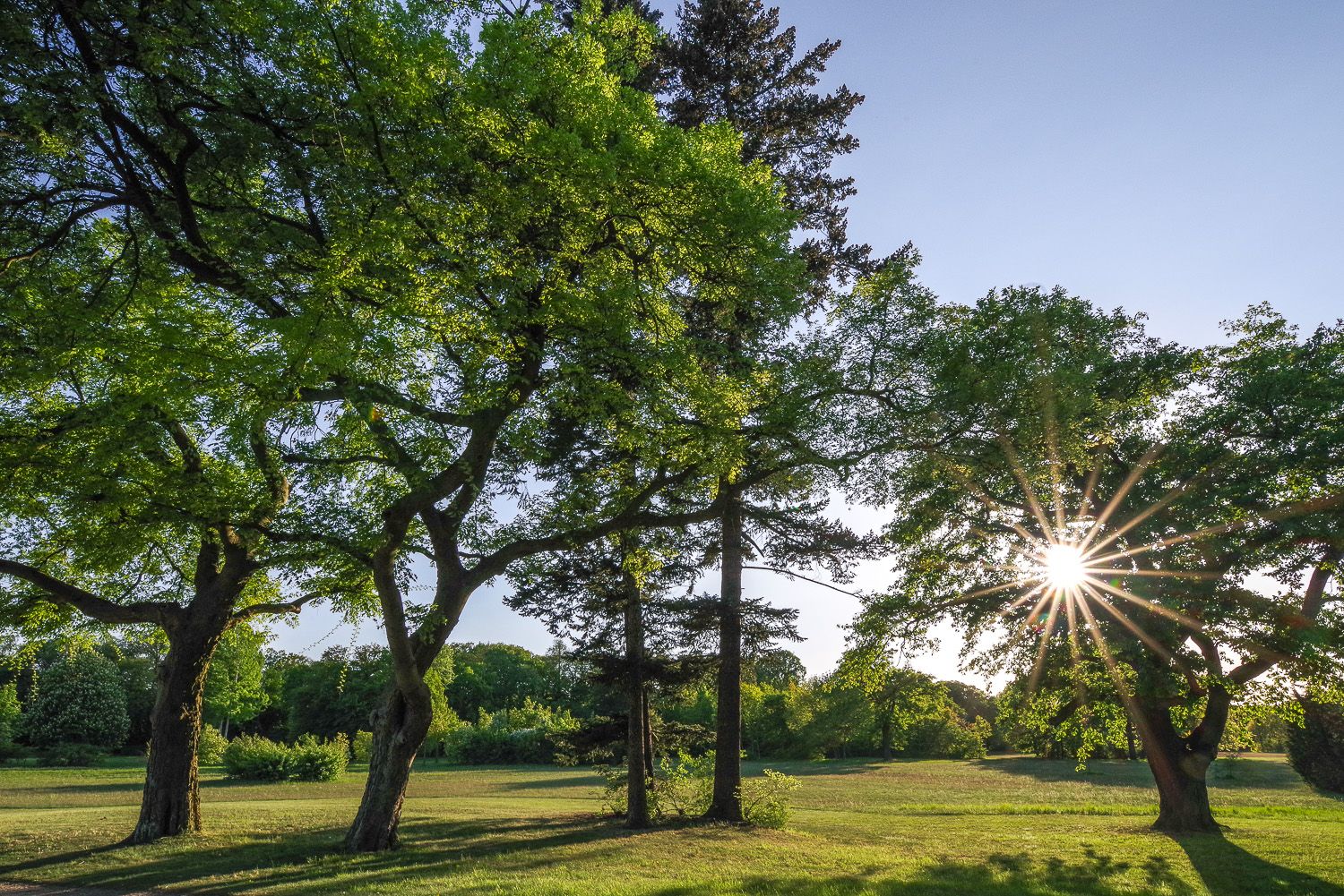 Celtis occidentalis - Potsdam, Sanssouci - 2018