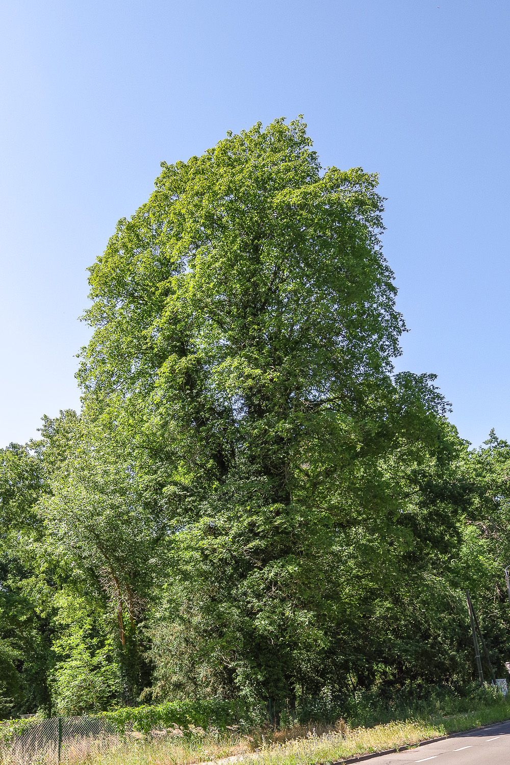 Acer cappadocicum - Potsdam, Sanssouci - 2020