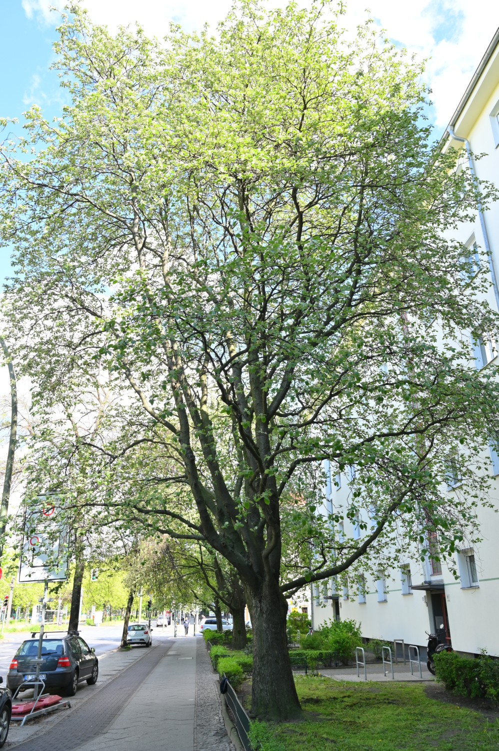 Sorbus intermedia - Berlin Wedding - Mai 2020