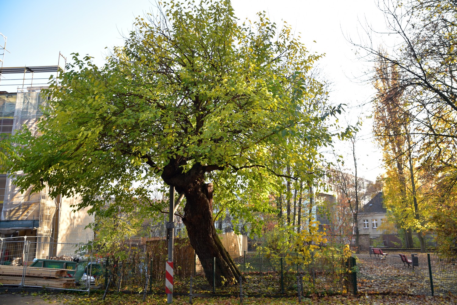 Morus alba - Berlin Mitte - November 2018