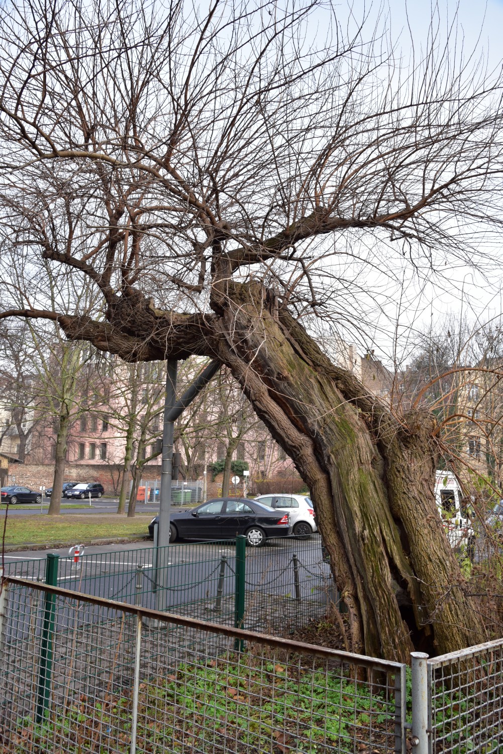 Morus alba - Berlin Mitte - Januar 2016