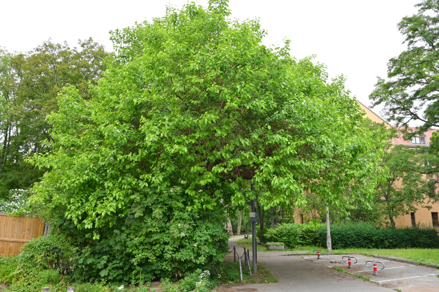 Morus alba - Berlin Mitte - Juli 2019