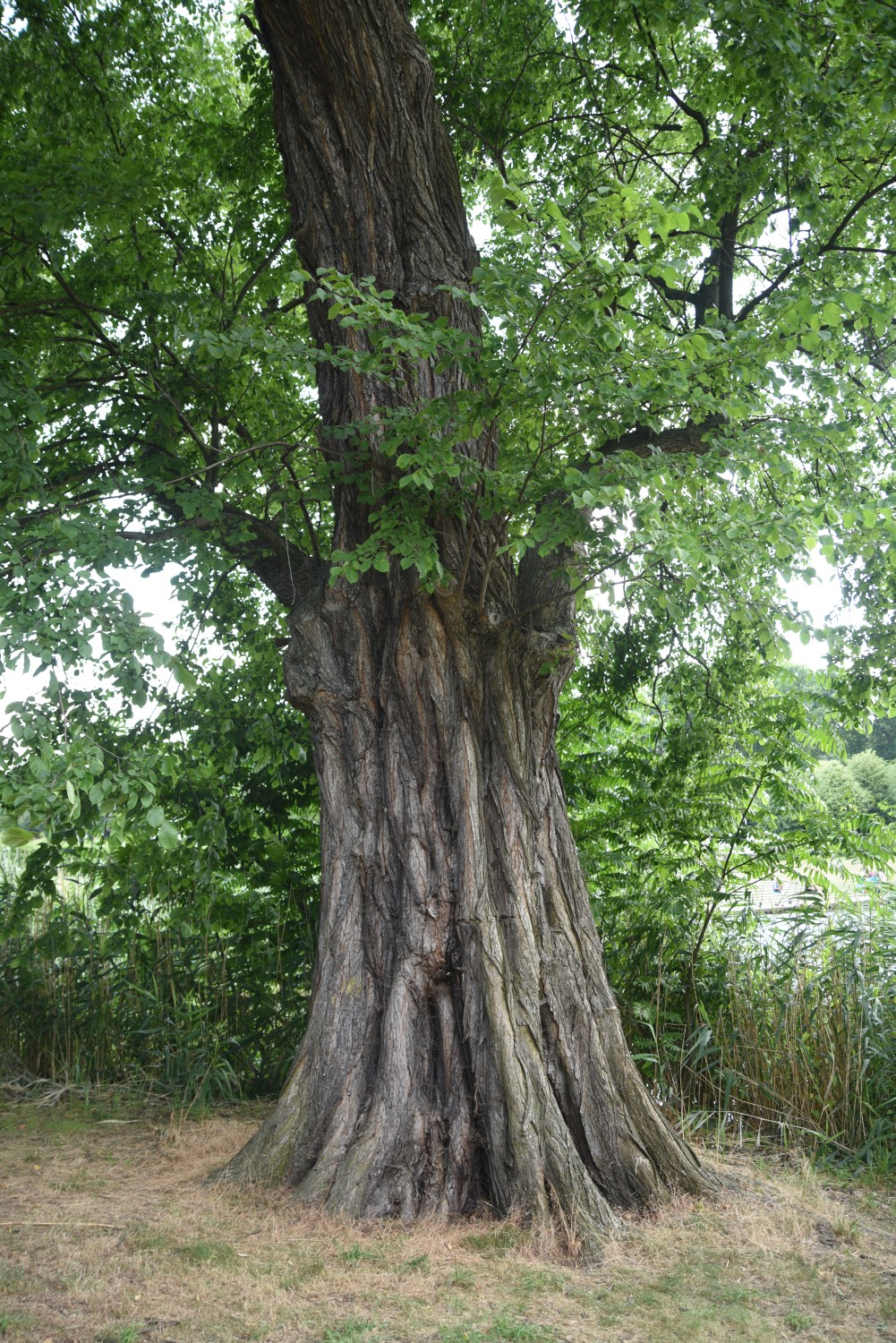 Ulmus laevis - Berlin Charlottenburg - 2019