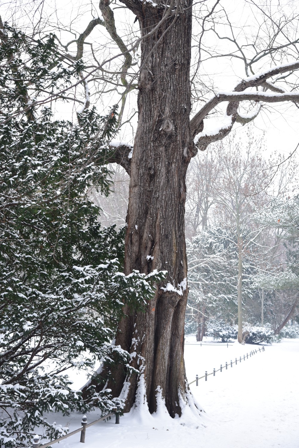 Ulmus laevis - Berlin-Tiergarten - 2016