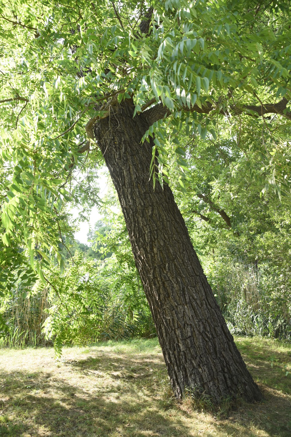 Juglans nigra - Berlin Charlottenburg - 2019