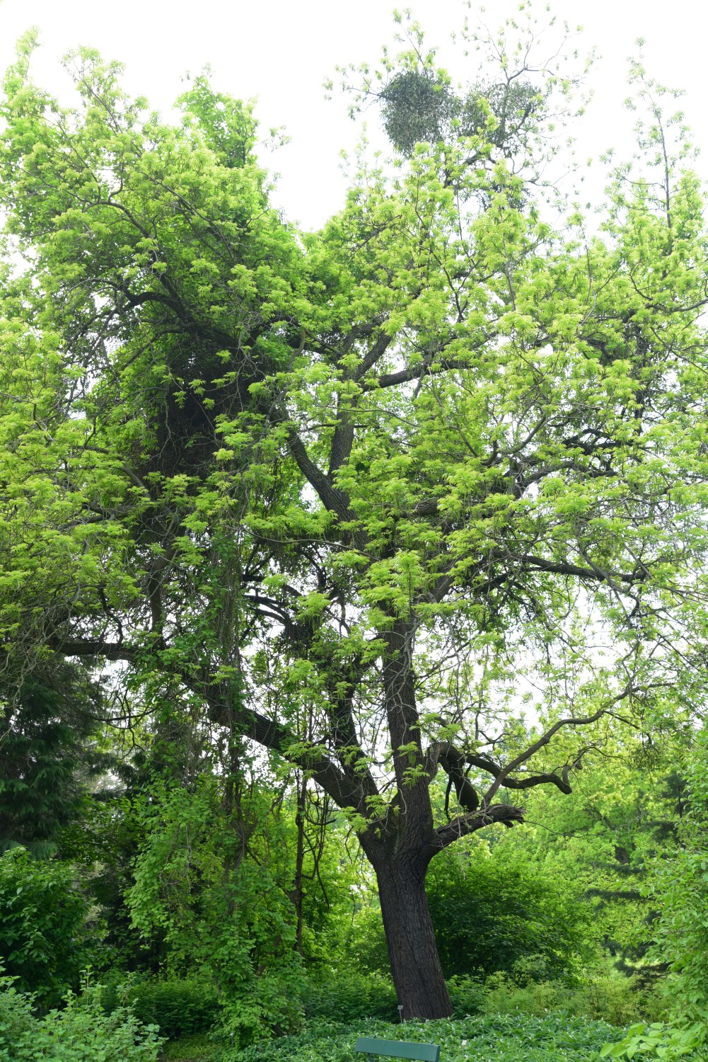 Juglans microcarpa - Berlin Botanischer Garten Dahlem - 2015