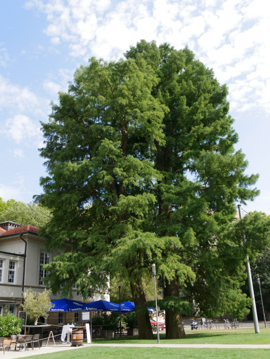 Taxodium distichum - Bad Canstatt - 2020