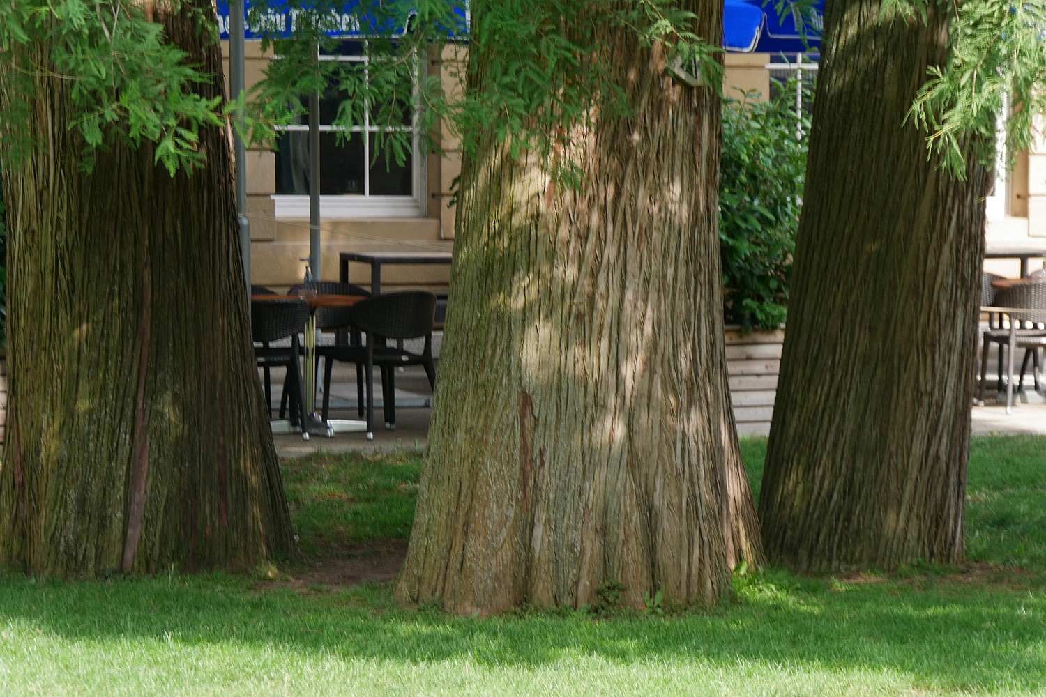 Taxodium distichum - Bad Canstatt - 2020