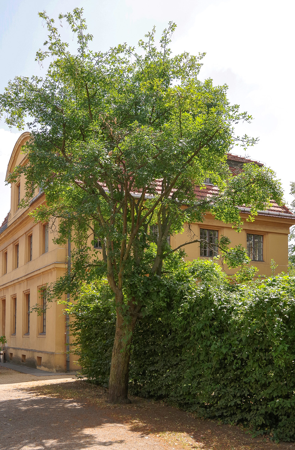 anagyroides Laburnum