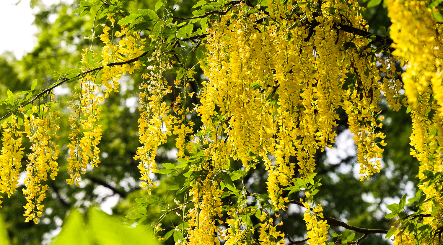 Laburnum anagyroides - Berlin-Charlottenburg - 2020