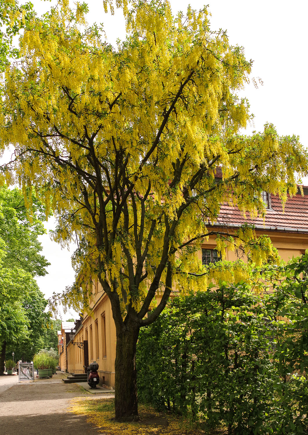 Laburnum anagyroides - Berlin-Charlottenburg - 2020