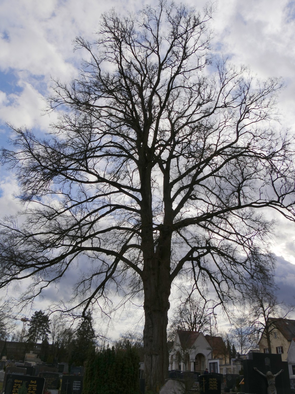 Ulmus laevis - Regensburg - 2020