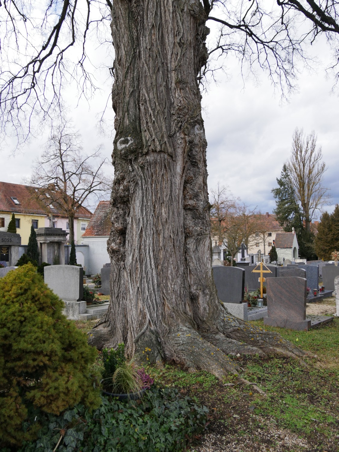 Ulmus laevis - Regensburg - 2020