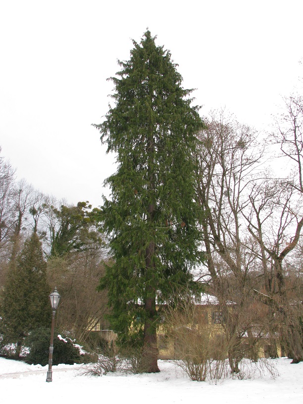 Chamaecyparis lawsoniana - Altenstein - 2021