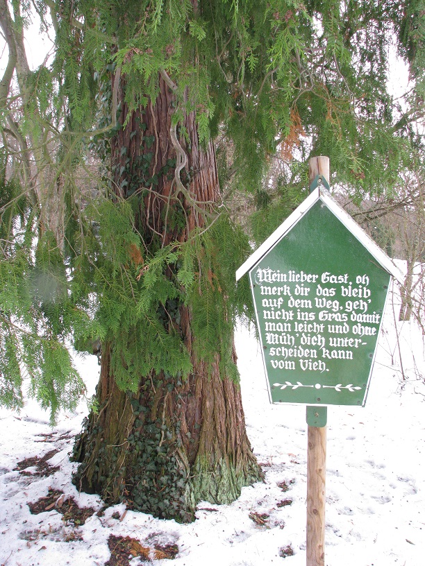 Chamaecyparis lawsoniana - Altenstein - 2021