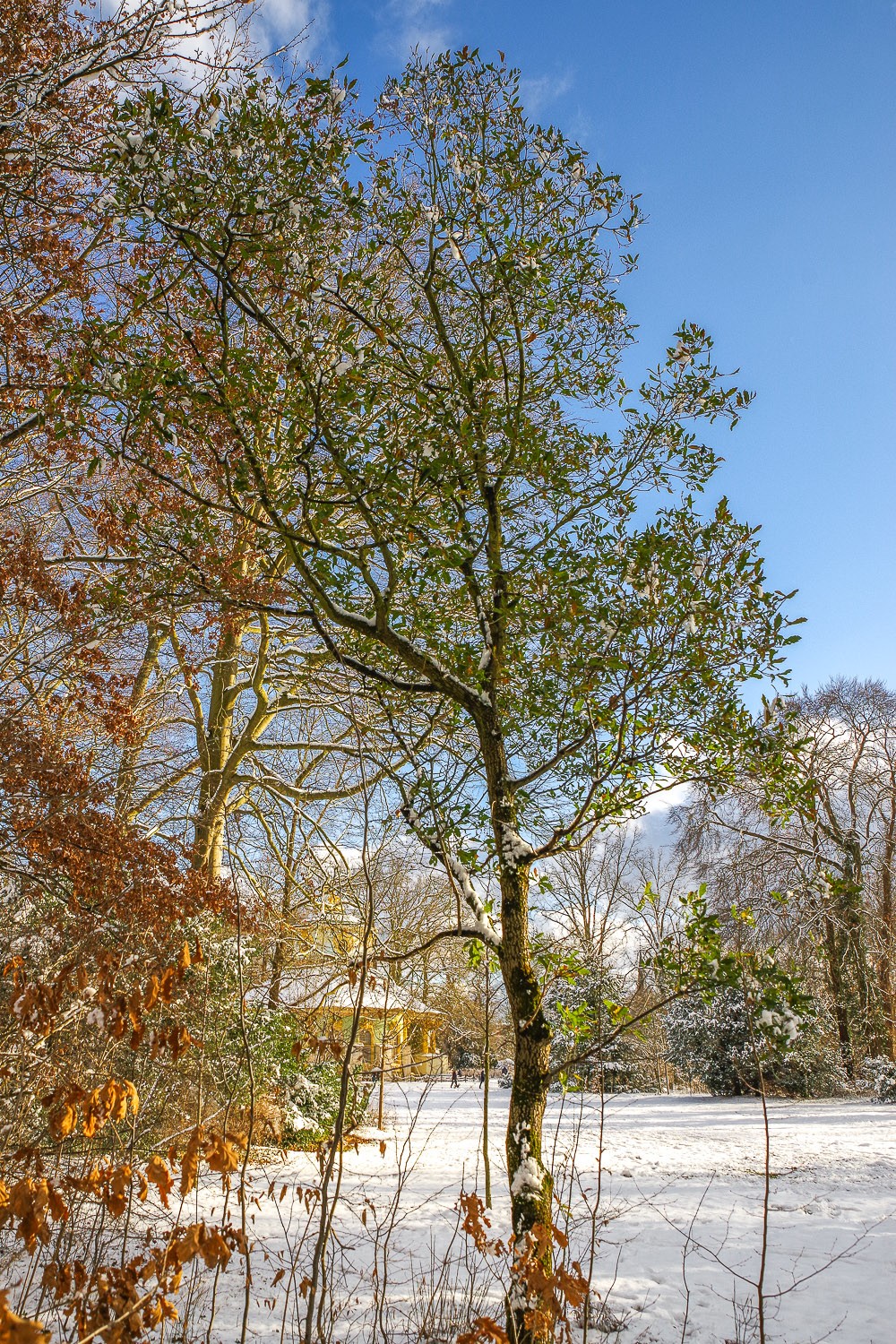 'Lucombeana' × crenata Quercus