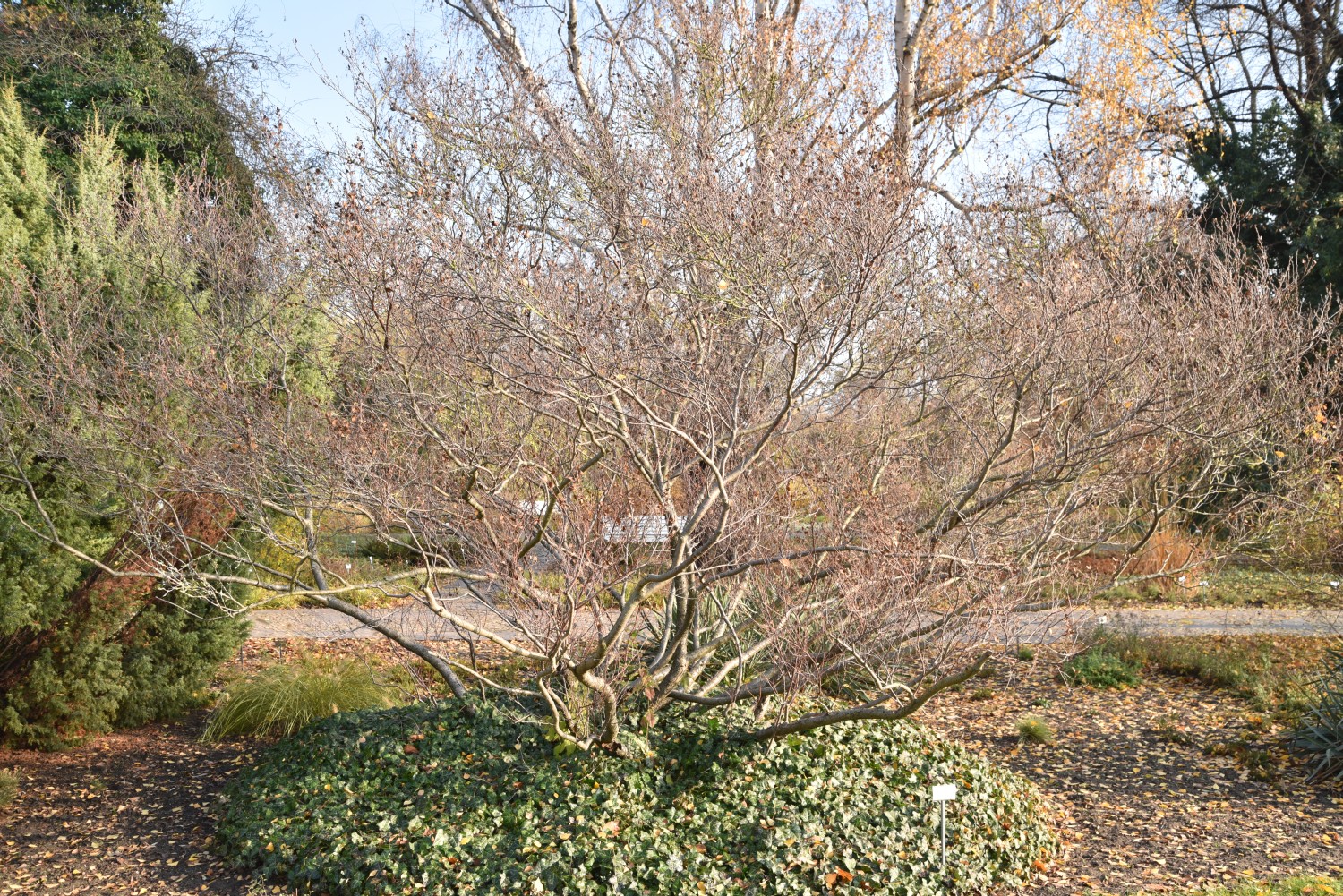 Betula humilis