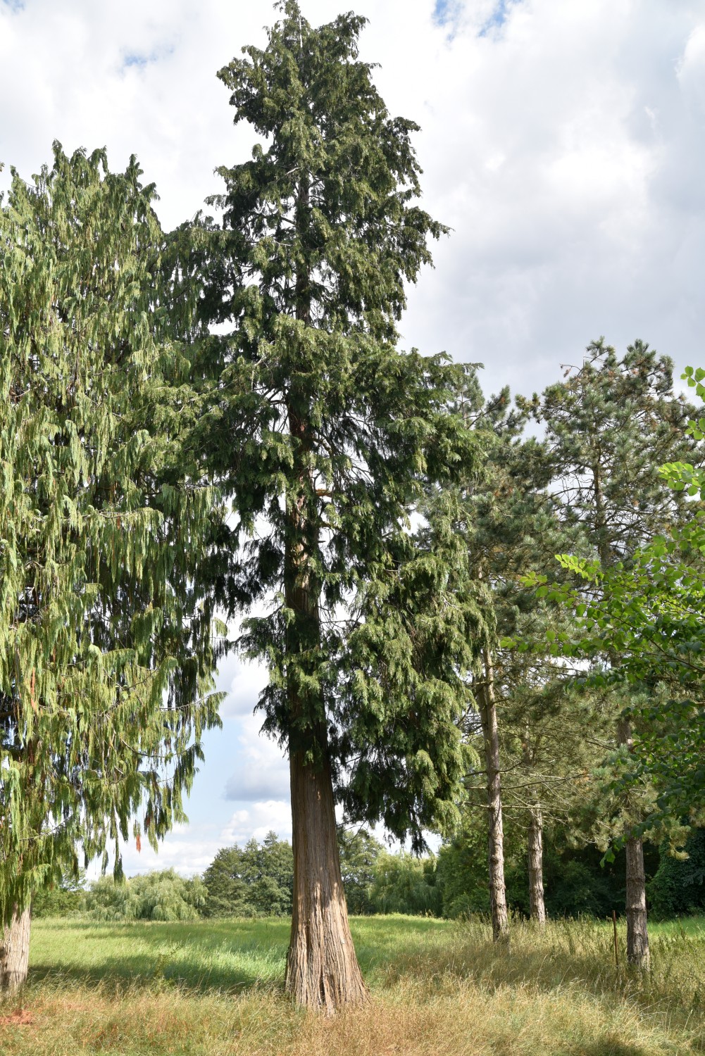 Chamaecyparis lawsoniana