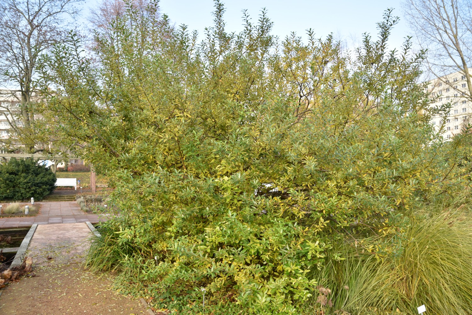 gracilistyla Salix var. melanostachys