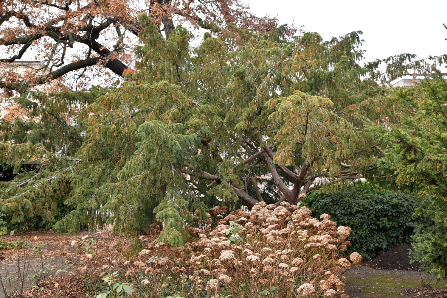 'Dovastoniana' baccata Taxus