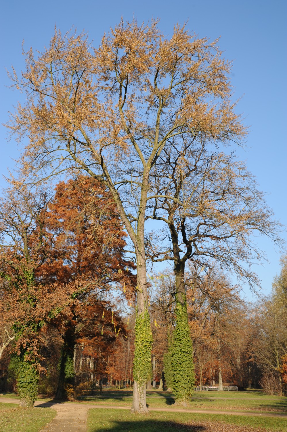'Laciniatum Wieri' Acer saccharinum