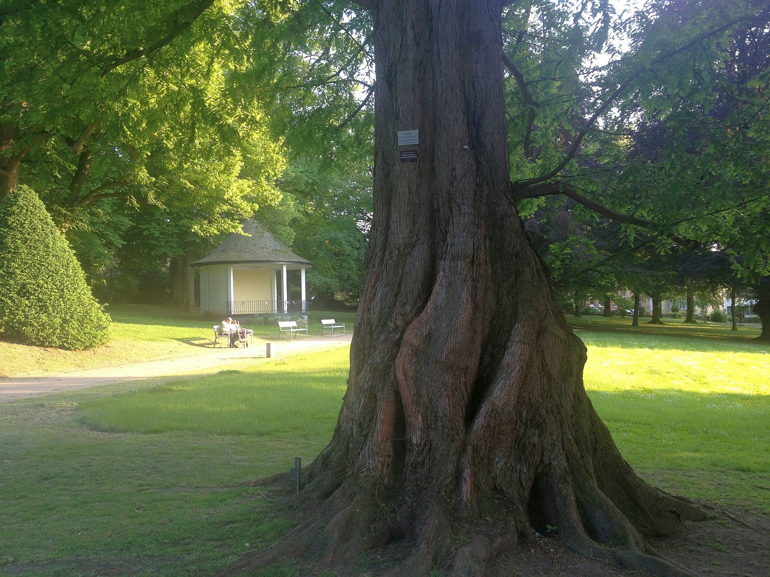 glyptostroboides Metasequoia