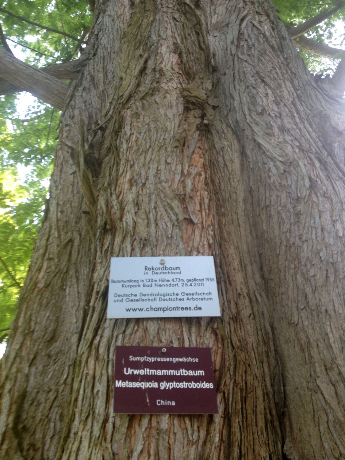 Metasequoia glyptostroboides - Bad Nenndorf - 2014