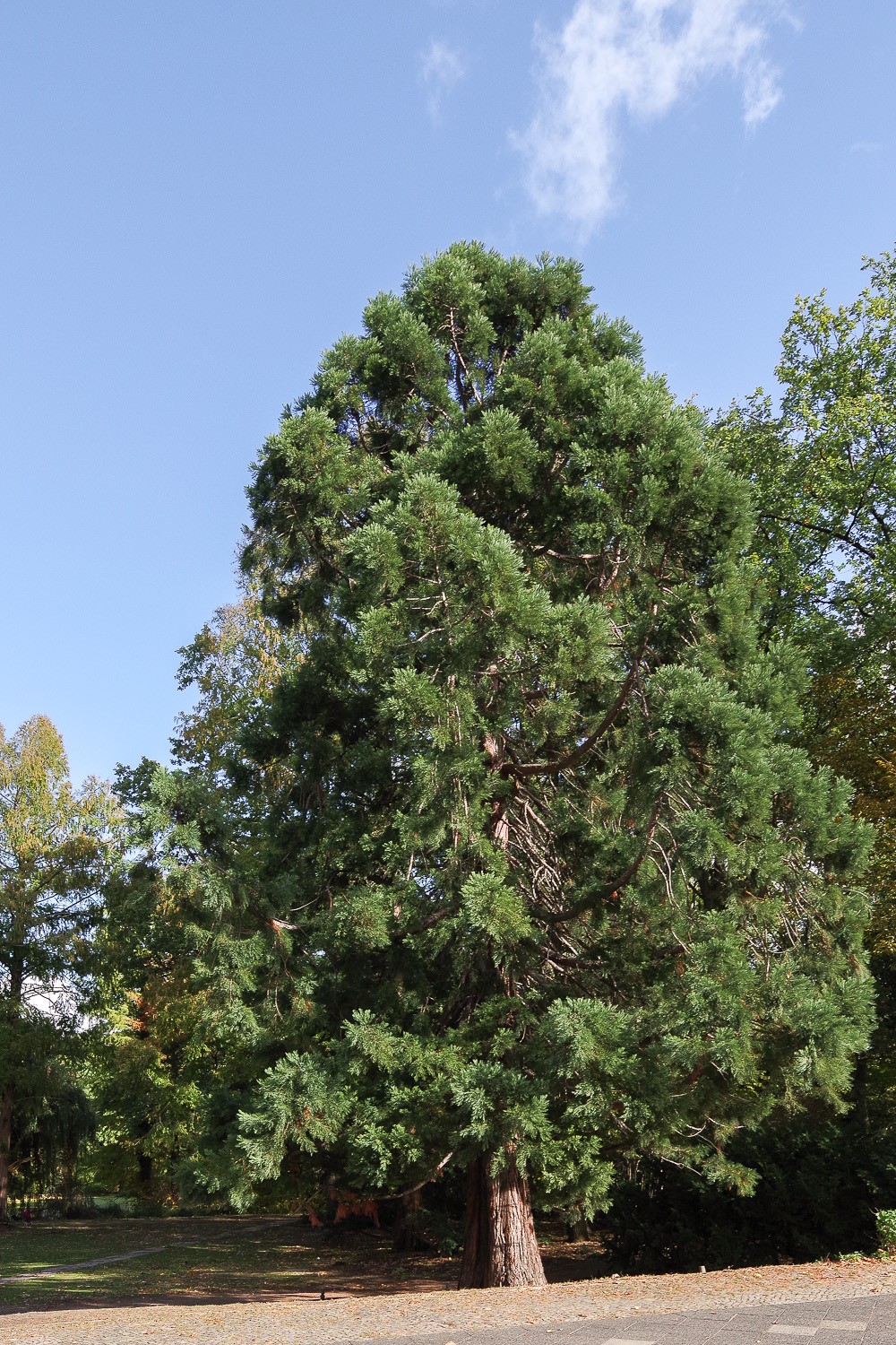 giganteum Sequoiadendron