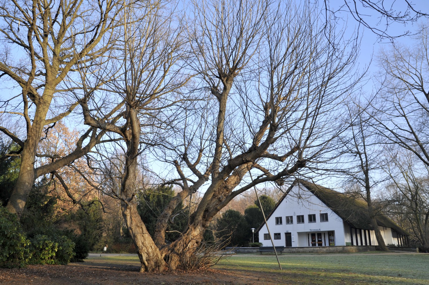 fraxinifolia Pterocarya