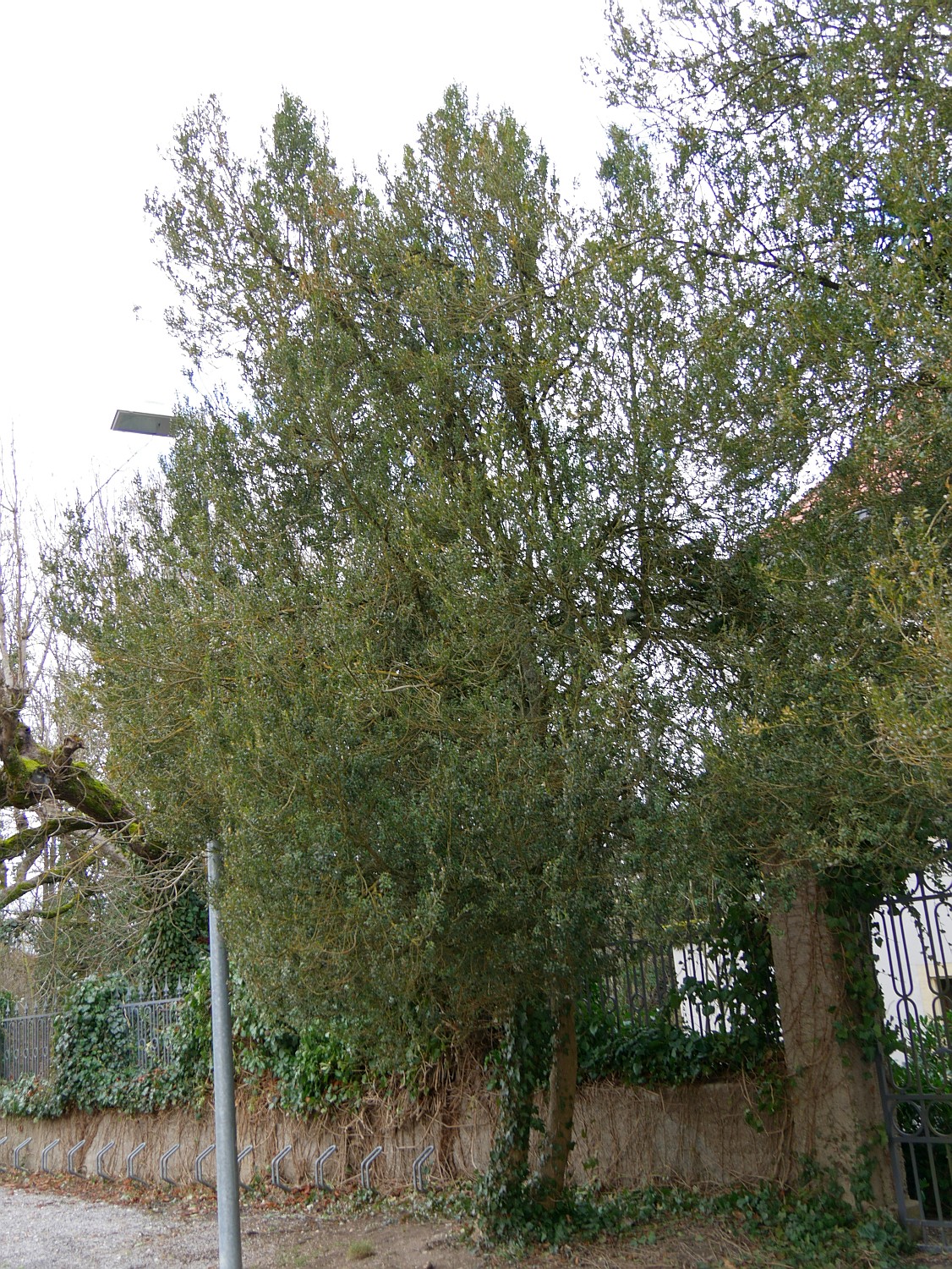 Buxus sempervirens - Regensburg - 2020