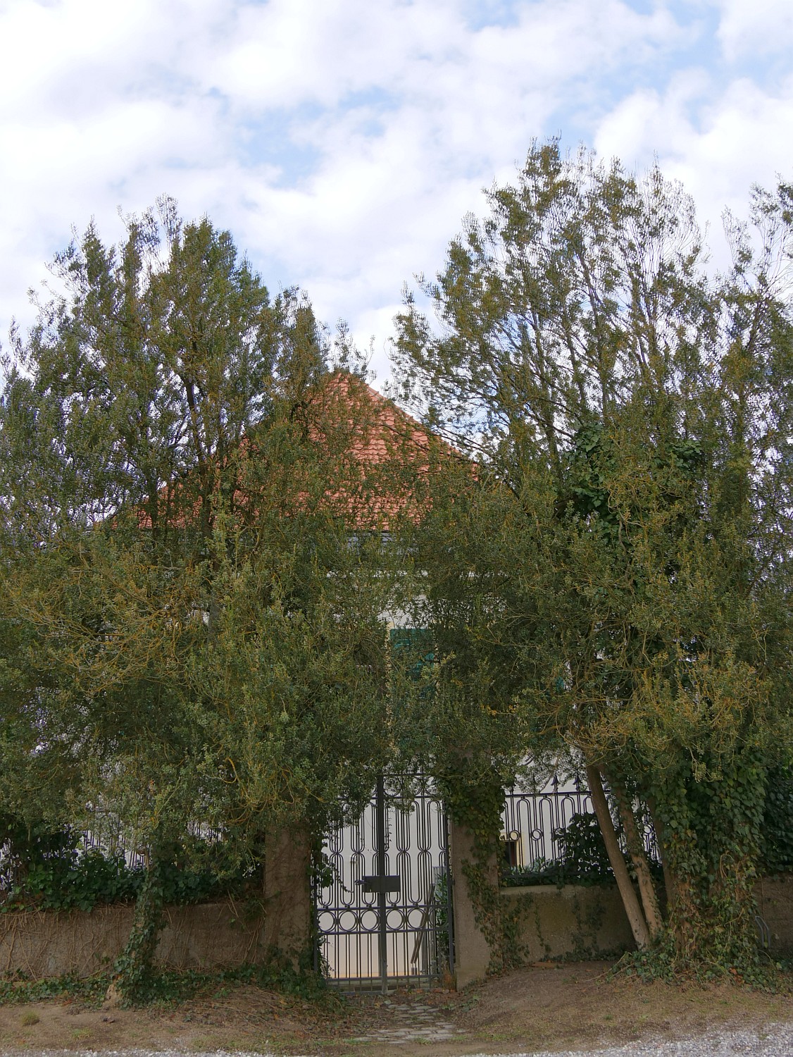 Buxus sempervirens - Regensburg - 2020