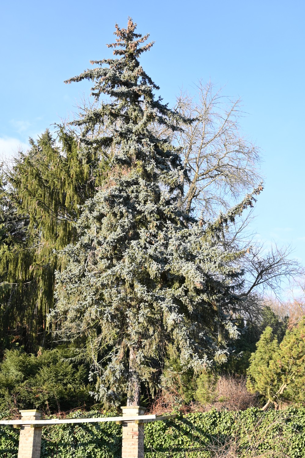 'Fürst Bismarck' Picea pungens