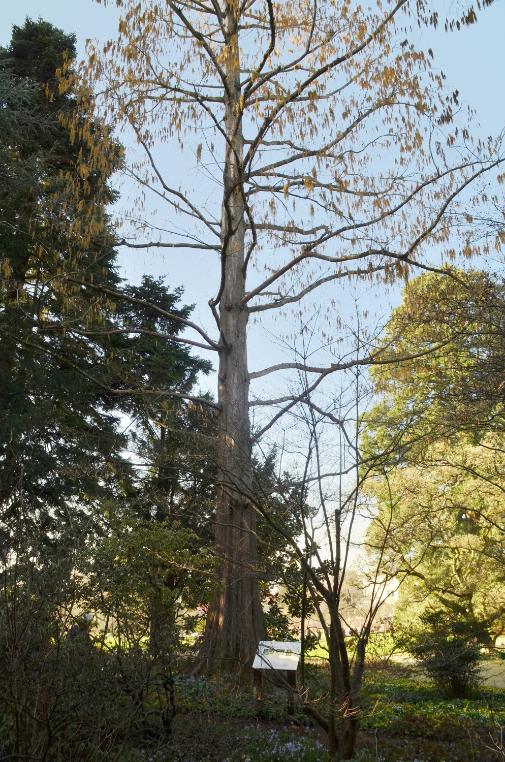 glyptostroboides Metasequoia