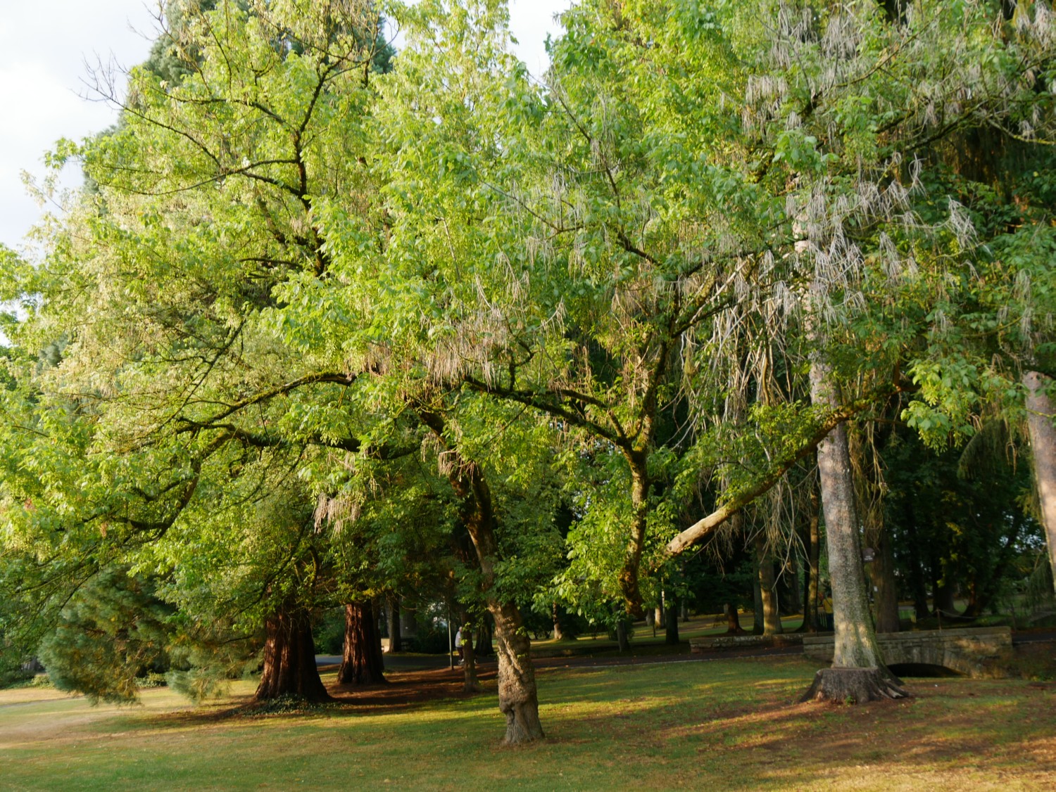'Auratum' Acer negundo