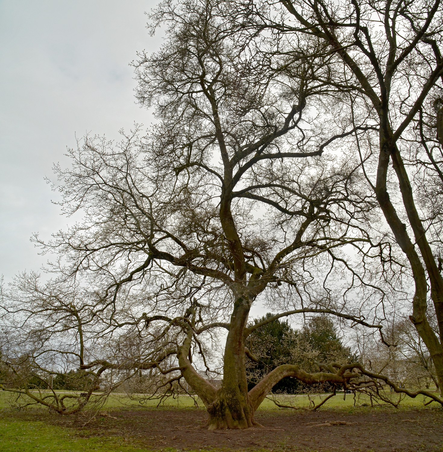 × soulangeana Magnolia