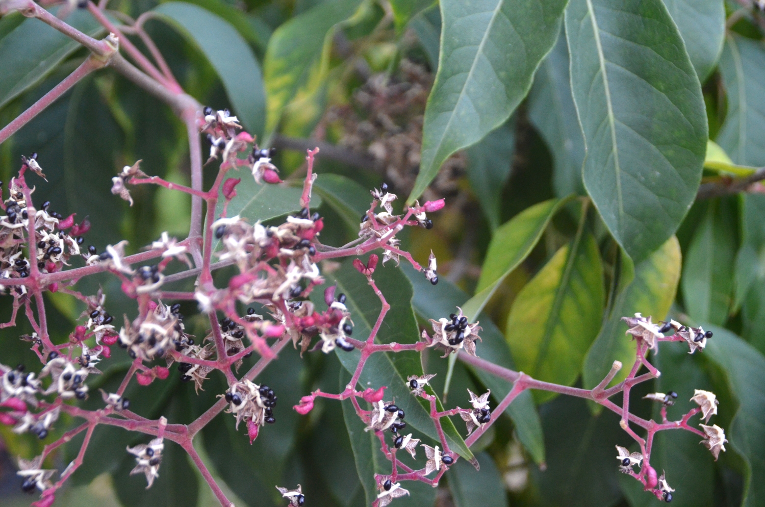 Tetradium daniellii - Stuttgart - 2021