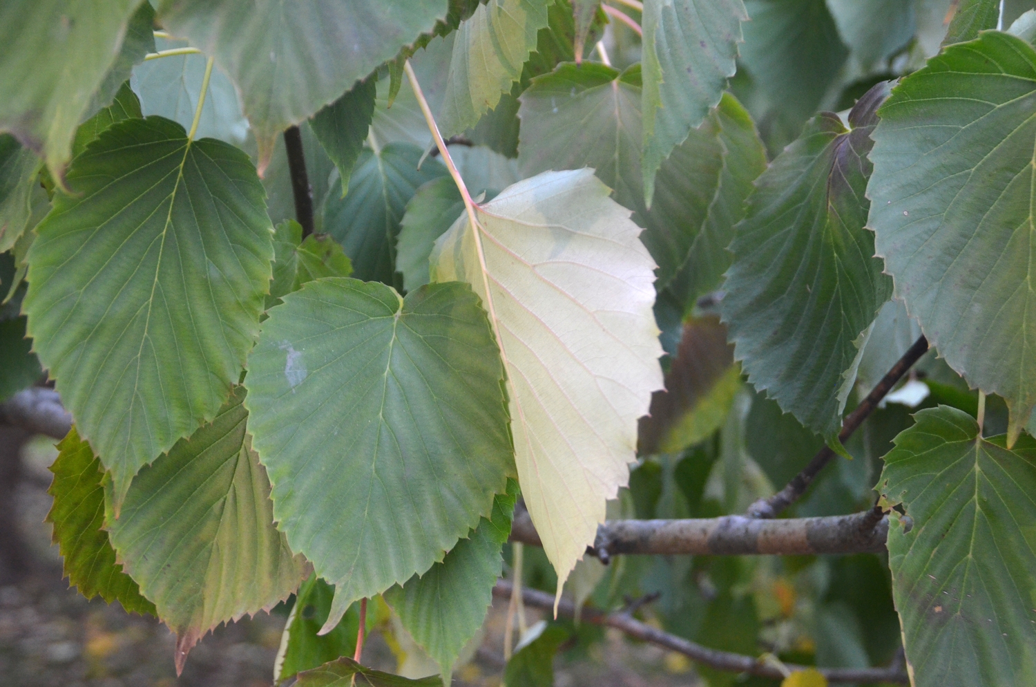 Davidia involucrata - Stuttgart - 2021