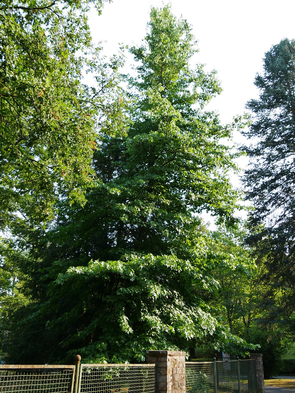 Liquidambar orientalis