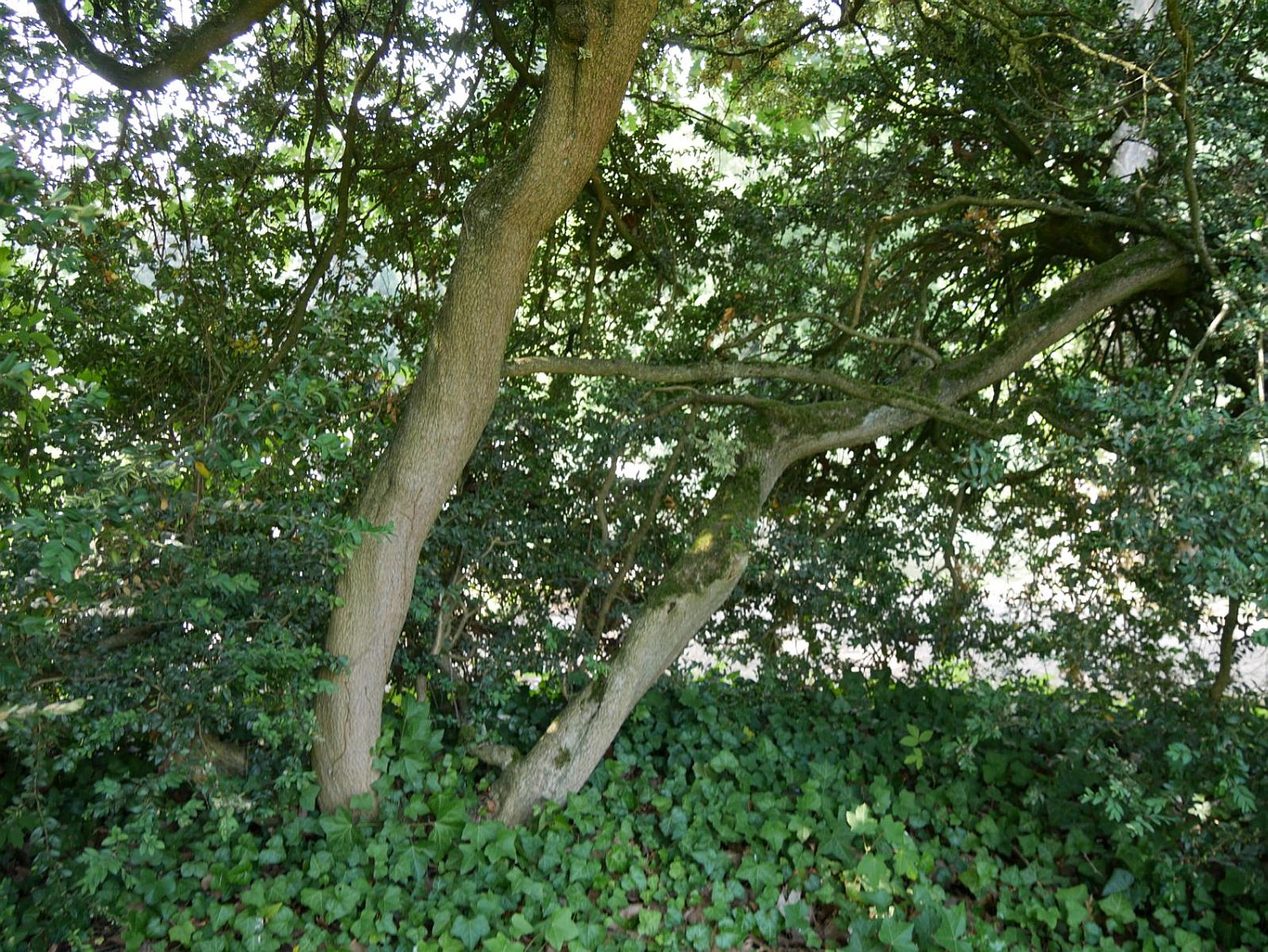 'Argenteovariegata' Buxus sempervirens