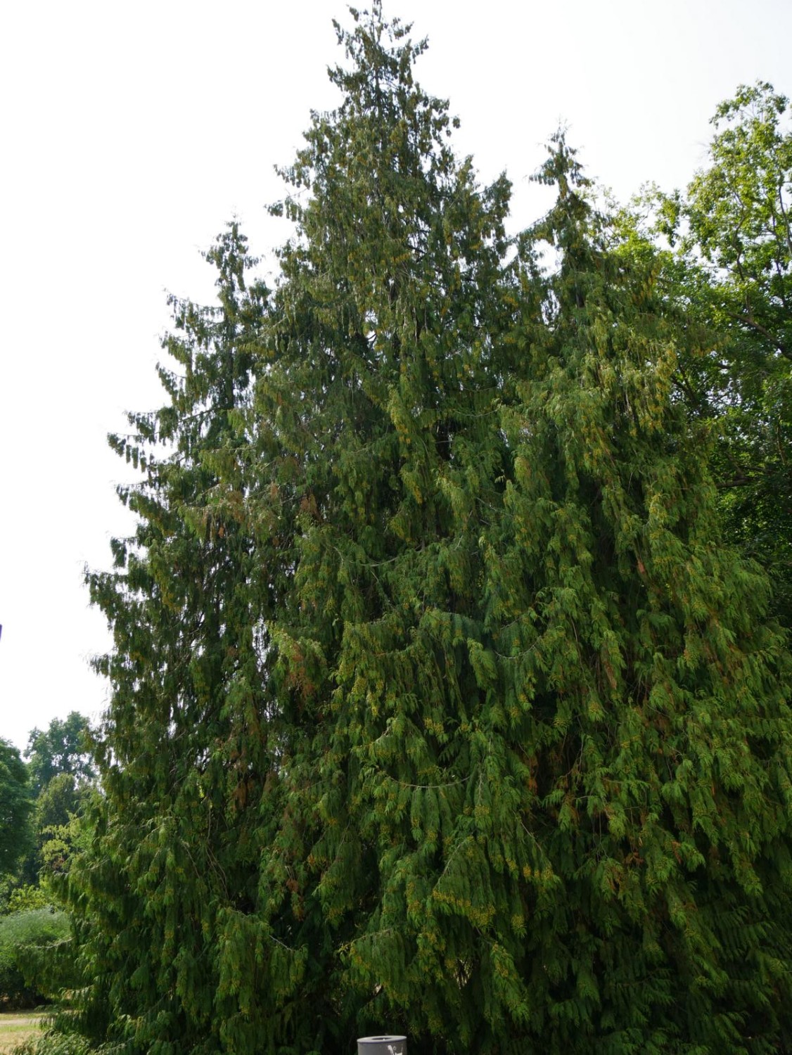 Chamaecyparis lawsoniana