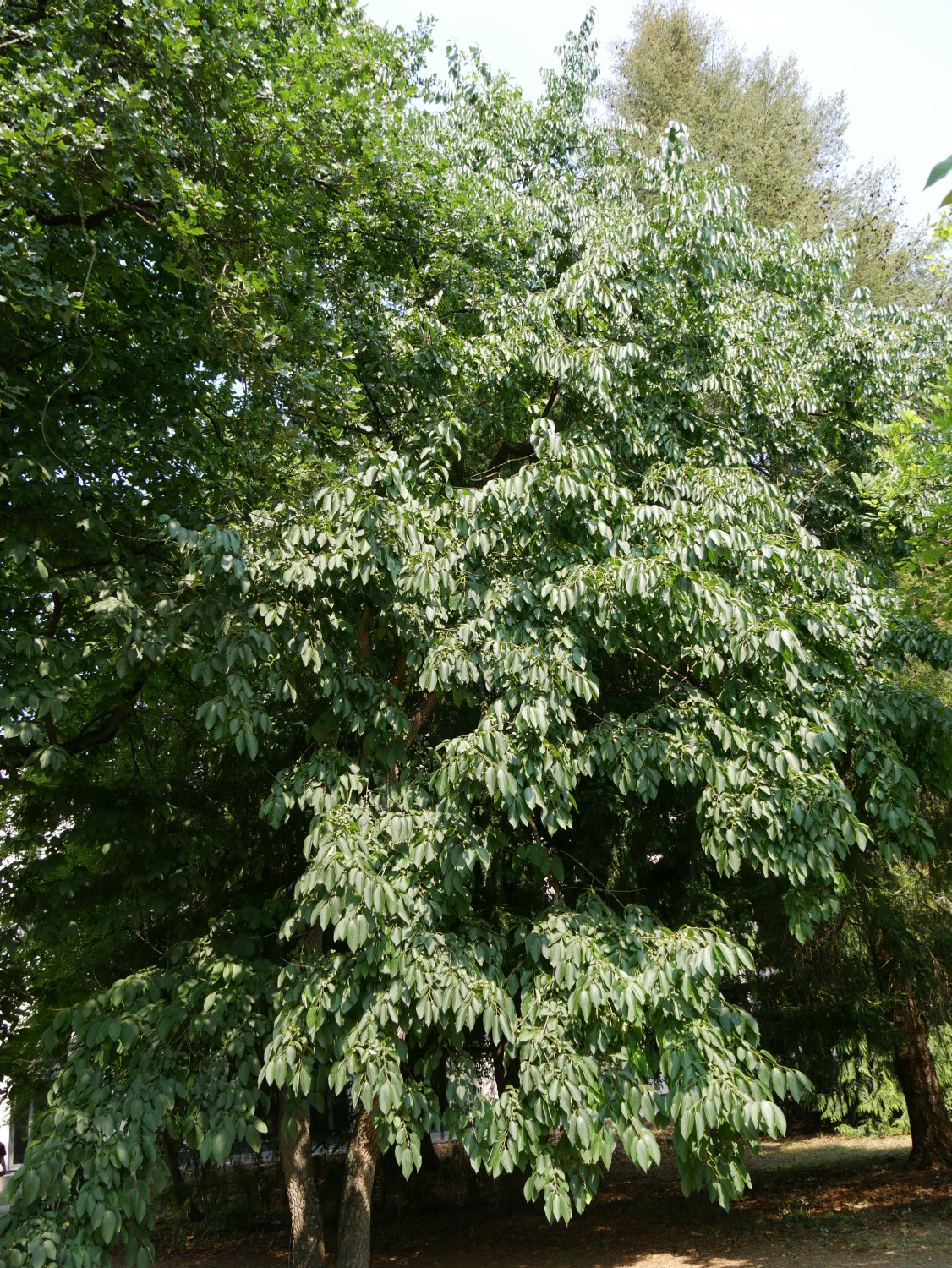 Diospyros virginiana