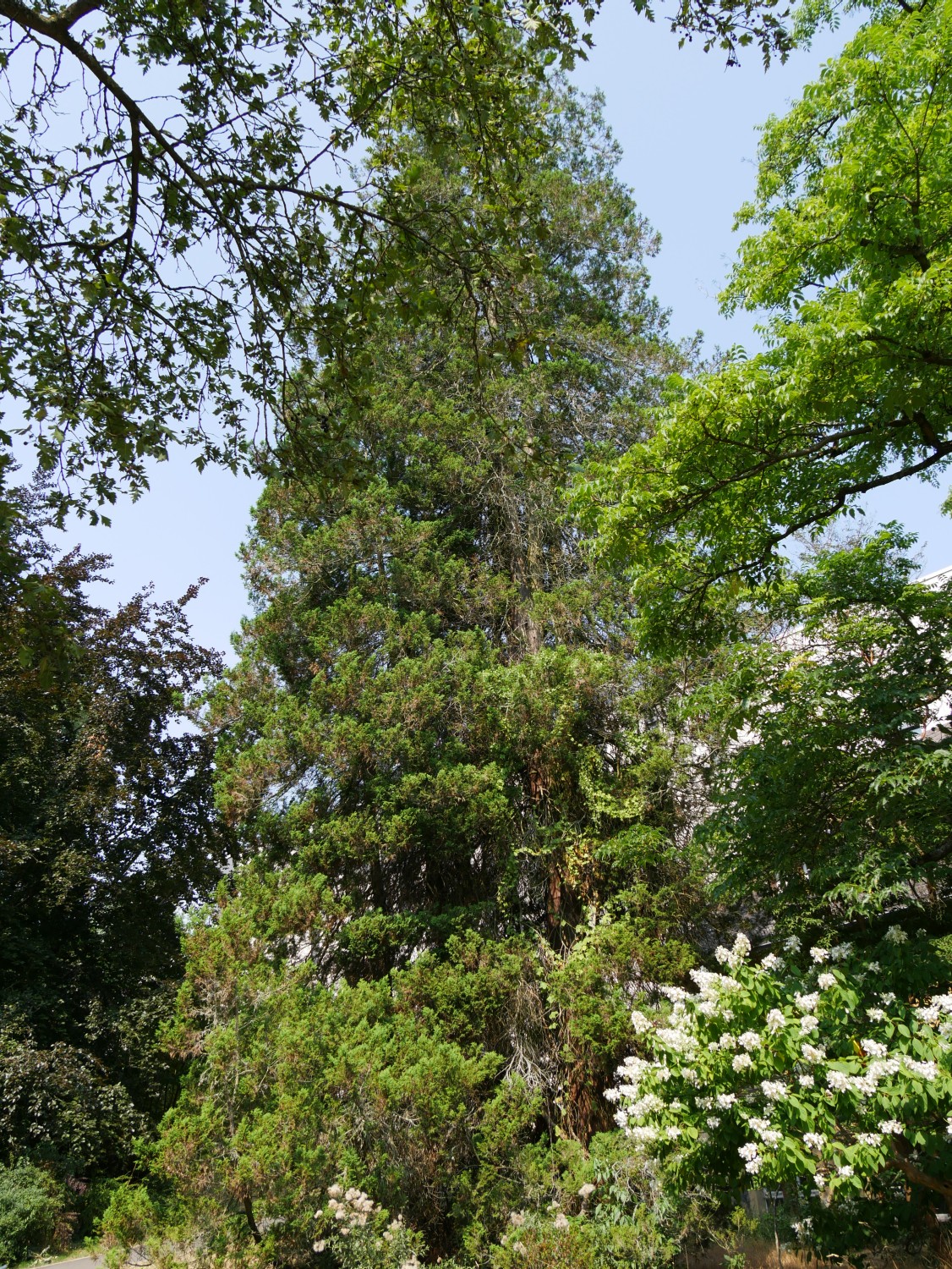 'Plumosa' Chamaecyparis pisifera