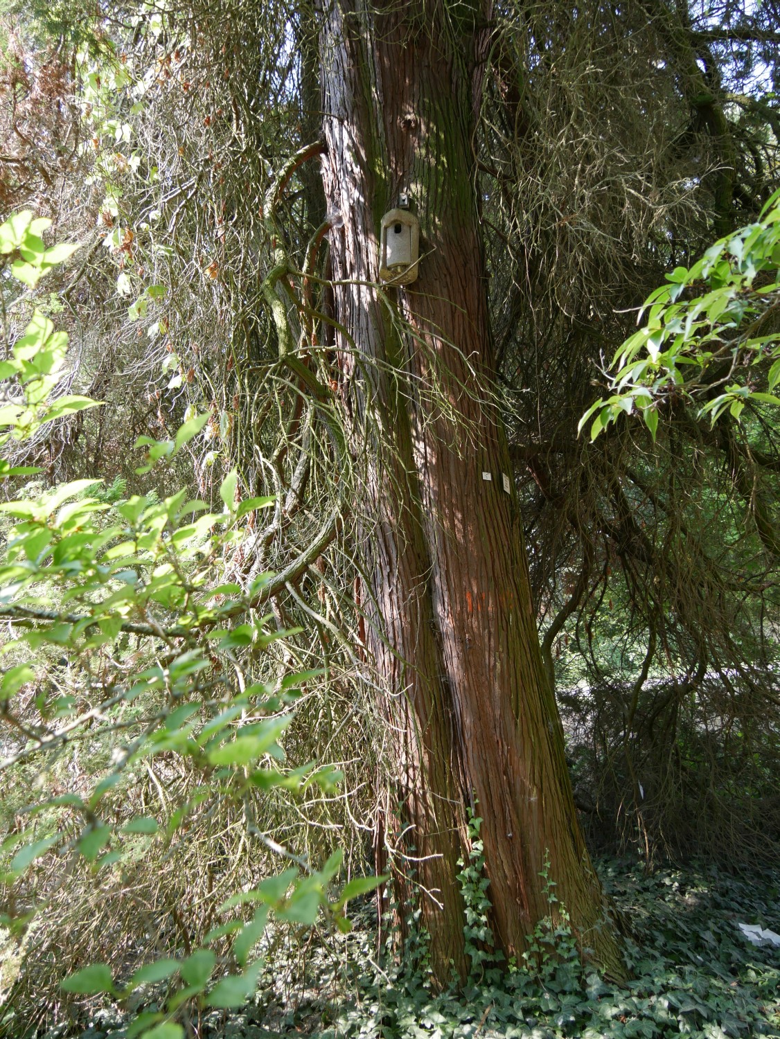 Chamaecyparis pisifera 'Plumosa' - Marburg - 2020