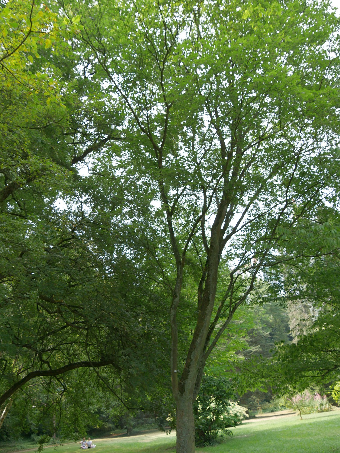 Acer maximowiczianum