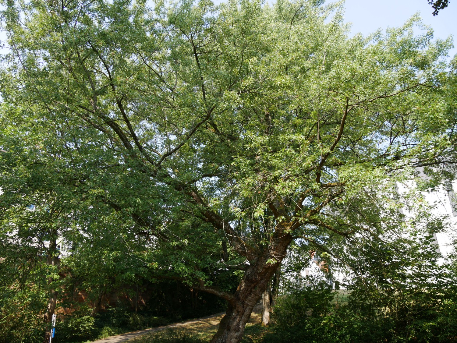 'Laciniatum Wieri' Acer saccharinum