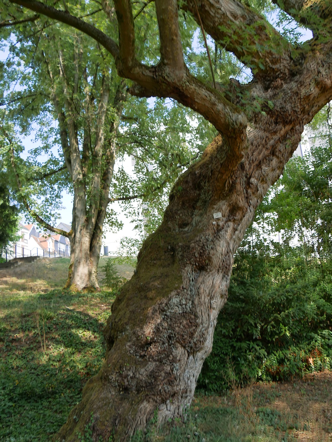 Acer saccharinum 'Laciniatum Wieri' - Marburg - 2020